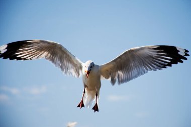 Tayland 'ın Samut Prakan kentindeki Samutprakarn şehrini ziyaret eden Taylandlılar ve Taylandlılar için Bangpu Körfezi' ndeki Bangpu Rekreasyon Merkezi 'nde martı kuşlarının düzenli mevsimsel göçü