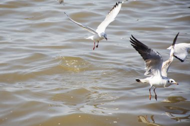 Tayland 'ın Samut Prakan kentindeki Samutprakarn şehrini ziyaret eden Taylandlılar ve Taylandlılar için Bangpu Körfezi' ndeki Bangpu Rekreasyon Merkezi 'nde martı kuşlarının düzenli mevsimsel göçü