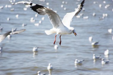 Tayland 'ın Samut Prakan kentindeki Samutprakarn şehrini ziyaret eden Taylandlılar ve Taylandlılar için Bangpu Körfezi' ndeki Bangpu Rekreasyon Merkezi 'nde martı kuşlarının düzenli mevsimsel göçü