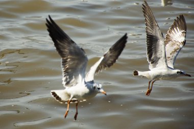 Tayland 'ın Samut Prakan kentindeki Samutprakarn şehrini ziyaret eden Taylandlılar ve Taylandlılar için Bangpu Körfezi' ndeki Bangpu Rekreasyon Merkezi 'nde martı kuşlarının düzenli mevsimsel göçü