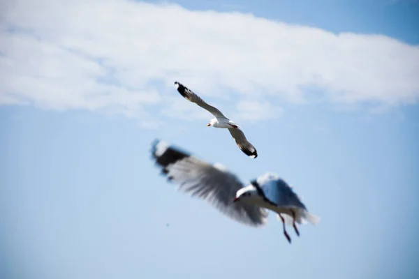 Movimento Sazonal Regular Migração Gaivotas Aves Centro Recreação Bangpu Baía — Fotografia de Stock