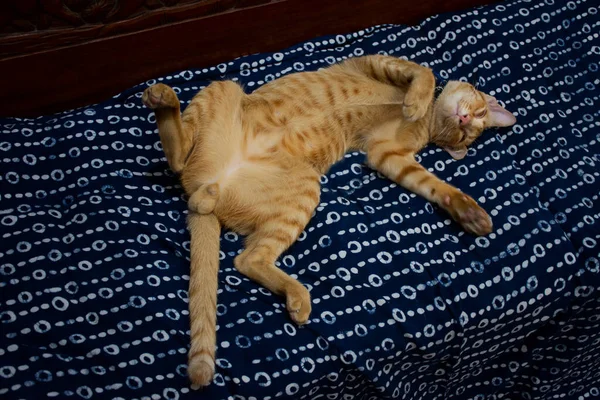 Thai Domestic Ginger Young Cats Sleeping Floor Indoor House Bangkok — Stock Photo, Image