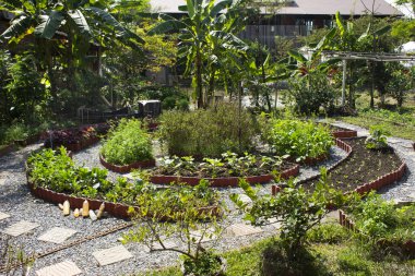 Taylandlı çiftçiler, Bangkok, Tayland 'daki Nonthaburi ülkesinde hasat ve tarım ürünleri satışı için kentteki açık hava parkında sebze bahçesi ve meyve yetiştirme alanı yetiştiriyor.