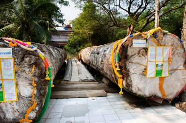 Tayland 'ın başkenti Nakhon Pathom' da 9 Ocak 2022 'de Wat Samphran Tapınağı' na gidip dua eden insanlar için kutsal ağaç gövdesi olan tahta köprü inşa ediyoruz.