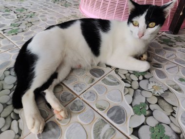 Taylandlı dişi kediler Phatthalung, Tayland 'daki evlerinde yerde uyuyorlar.