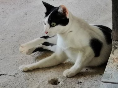 Taylandlı dişi kediler Phatthalung, Tayland 'daki evlerinde yerde uyuyorlar.