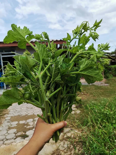 Mujeres Agricultoras Tailandesas Trabajan Cosechando Mostrando Plantas Verduras Plantaciones Jardín —  Fotos de Stock