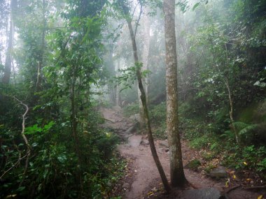 Tayland, Loei 'de kamp yapan gezginler için kış mevsiminde yağmur yağarken Phu Kradueng Ulusal Parkı' ndaki orman manzarasını bitki ağacı ve sis bulutu ile izleyebilirsiniz.