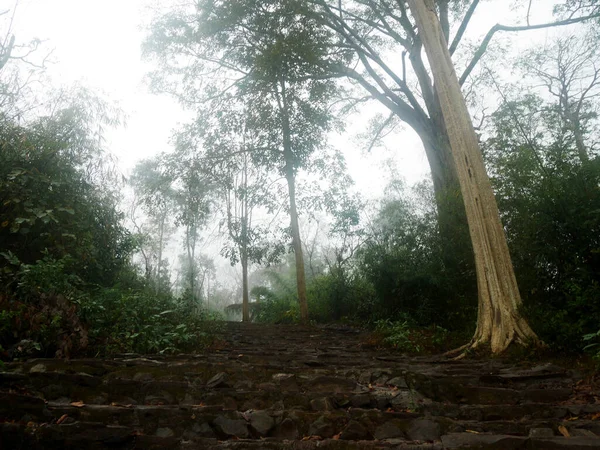 在泰国洛埃的Phu Kradueng国家公园 人们在冬季下雨的时候 可以走石阶 也可以在森林丛林中带着薄雾爬山 — 图库照片