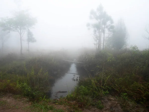 Vista Paesaggio Foresta Giungla Sulla Montagna Phu Kradueng National Park — Foto Stock