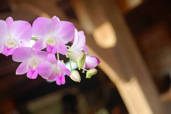 Цветок Фиолетовой Орхидеи Фиолетовая Флора Орхидей Саду Открытом Воздухе Историческом — стоковое фото