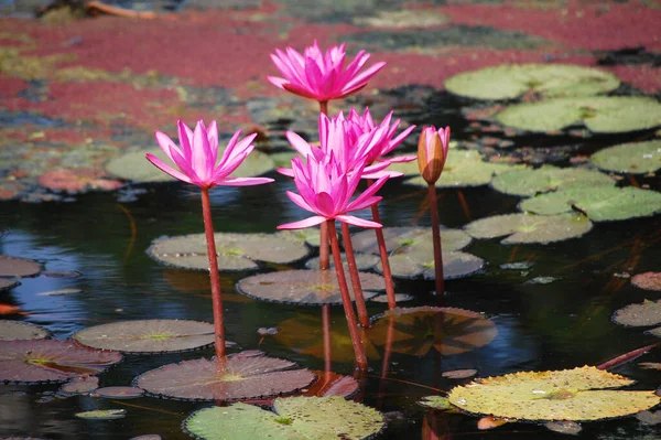 Fleur Lotus Rose Fleur Lis Eau Rouge Flore Nymphaeaceae Dans — Photo