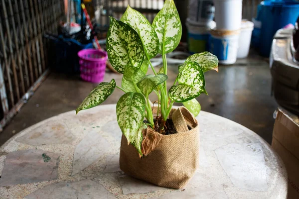 Árbol Bicolor Caladio Colocasia Con Planta Alocasia Bolsa Saco Árbol — Foto de Stock