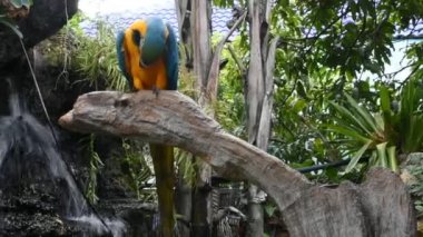 Tayland 'ın başkenti Suphan Buri' ye seyahat eden Macaws kuşları veya neotropik papağanlar ya da Tayland papağanları, Tayland 'ın başkenti Suphan Buri' ye seyahat eden Tayland 'daki gezginler için bahçe bahçesindeki kafeteryada dinlenme tahtasında dinleniyorlar.