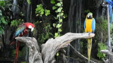 Tayland 'ın başkenti Suphan Buri' ye seyahat eden Macaws kuşları veya neotropik papağanlar ya da Tayland papağanları, Tayland 'ın başkenti Suphan Buri' ye seyahat eden Tayland 'daki gezginler için bahçe bahçesindeki kafeteryada dinlenme tahtasında dinleniyorlar.