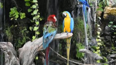 Tayland 'ın başkenti Suphan Buri' ye seyahat eden Macaws kuşları veya neotropik papağanlar ya da Tayland papağanları, Tayland 'ın başkenti Suphan Buri' ye seyahat eden Tayland 'daki gezginler için bahçe bahçesindeki kafeteryada dinlenme tahtasında dinleniyorlar.