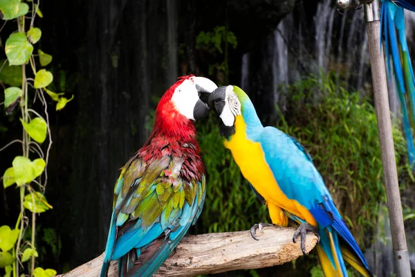 Macaws Pássaros Papagaios Neotropicais Papagaio Novo Mundo Jogando Descanso Relaxar — Fotografia de Stock