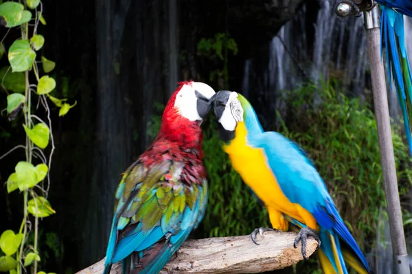 Macaws Pássaros Papagaios Neotropicais Papagaio Novo Mundo Jogando Descanso Relaxar — Fotografia de Stock