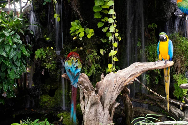 Macaws Πουλιά Neotropical Παπαγάλοι Παπαγάλος Του Νέου Κόσμου Παίζοντας Υπόλοιπο — Φωτογραφία Αρχείου
