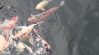 Renkli çeşitleri süslü sazan ya da Koi balığı daha spesifik olmak gerekirse Tayland 'ın Chaing Rai kentindeki bahçe parkında su birikintisinde tatlı suda yüzer.