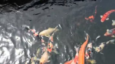Renkli çeşitleri süslü sazan ya da Koi balığı daha spesifik olmak gerekirse Tayland 'ın Chaing Rai kentindeki bahçe parkında su birikintisinde tatlı suda yüzer.