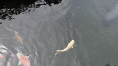 Renkli çeşitleri süslü sazan ya da Koi balığı daha spesifik olmak gerekirse Tayland 'ın Chaing Rai kentindeki bahçe parkında su birikintisinde tatlı suda yüzer.