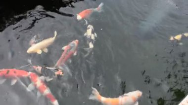 Renkli çeşitleri süslü sazan ya da Koi balığı daha spesifik olmak gerekirse Tayland 'ın Chaing Rai kentindeki bahçe parkında su birikintisinde tatlı suda yüzer.