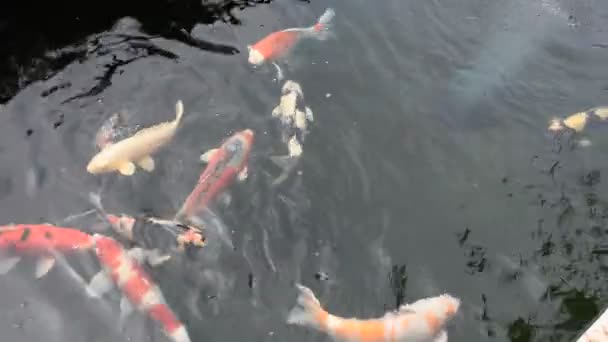 Colored Varieties Fancy Carp Koi Fish More Specifically Nishikigoi Swimming — Stockvideo