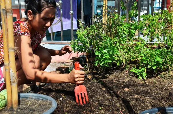Тайские Женщины Работающие Садоводстве Выращивают Овощи Растения Выращивают Травы Садах — стоковое фото