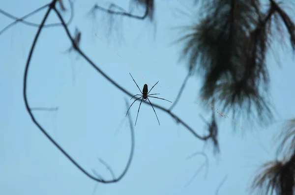 Insect Spiders Walking Spider Web Waiting Catch Victim Food Trapped — Photo