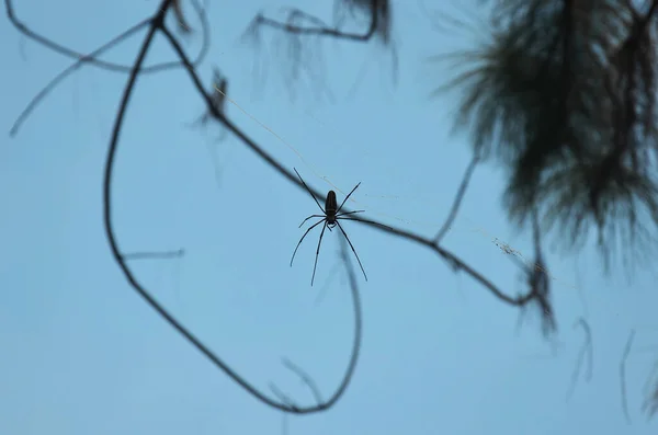 Insect Spiders Walking Spider Web Waiting Catch Victim Food Trapped — Photo