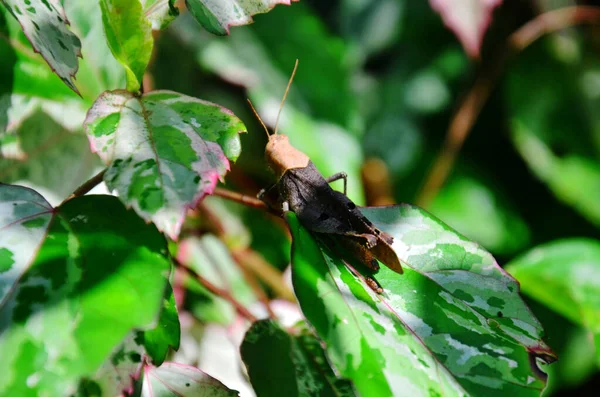 Grasshopper Locust Perches Small Arthropoda Insect Leaf Plant Tree Jungle — Stock Photo, Image