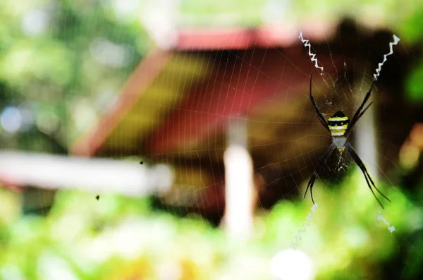 Insect Spiders Walking Spider Web Waiting Catch Victim Food Trapped — Photo