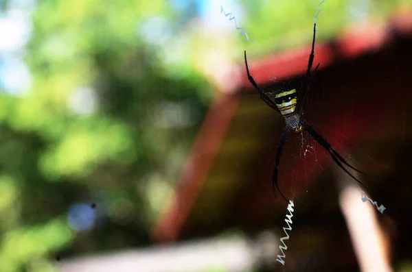 Insect spiders walking on spider web waiting catch victim and food in trapped at spider web in jungle of Chet Sao Noi Waterfall and forest national park at Saraburi, Thailand