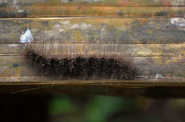 Slug Worm Hairy Caterpillar Insect Walking Crawl Leaf Plant Tree — Stock Photo, Image