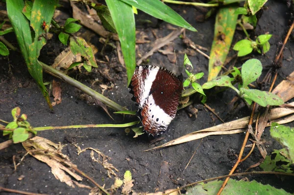 Butterflies Flying Butterfly Eating Salt Licks Ground Jungle Chet Sao — Stock Photo, Image
