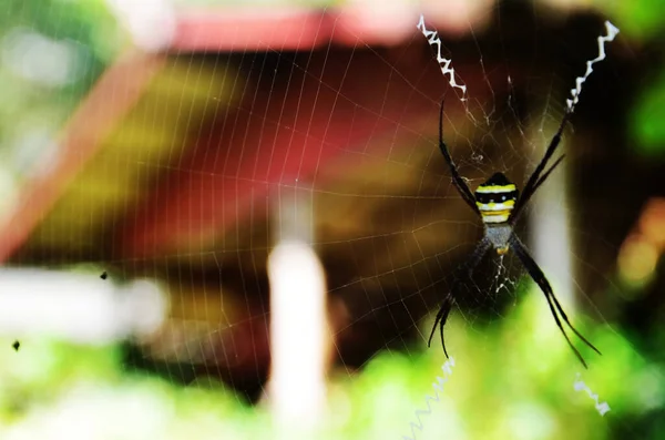 Insect Spiders Walking Spider Web Waiting Catch Victim Food Trapped — Photo