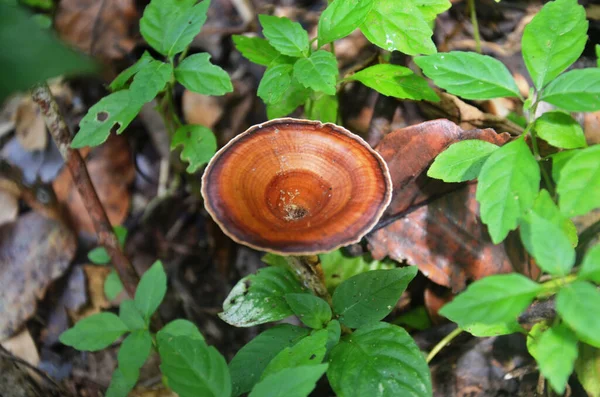 Toxic mushrooms on ground and green leaf plant tree in tropical freshness jungle of Chet Sao Noi Waterfall and forest national park at Saraburi, Thailand