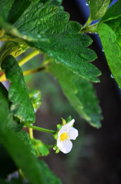 Colorful Flowers Flora Blossom Green Leaf Plant Tree Tropical Freshness — Fotografia de Stock