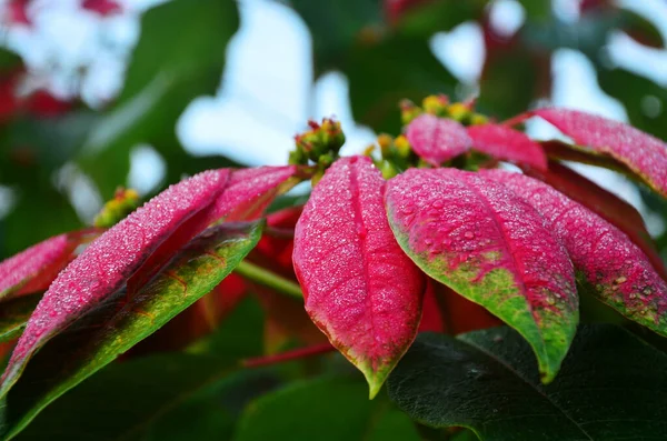 Rain Drop Water Dew Droplet Green Leaf Plant Tree Tropical — Foto de Stock