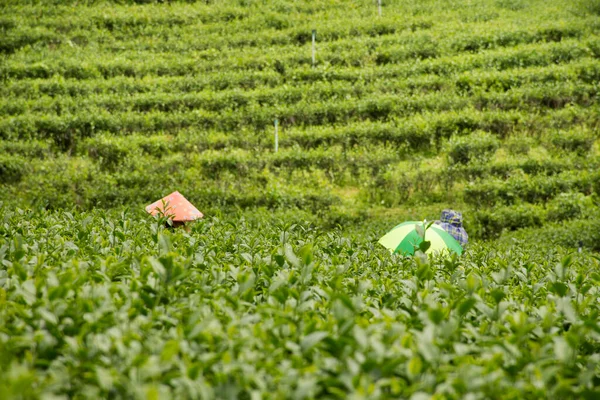 View Landscape Farmland Garden Park Thai Farmer Planter Crop Harvesting — Foto de Stock