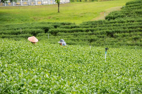 View Landscape Farmland Garden Park Thai Farmer Planter Crop Harvesting — Fotografia de Stock