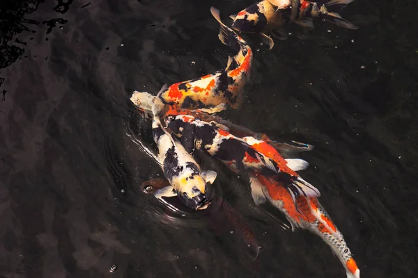 Farbige Sorten Japanischer Phantasie Karpfen Oder Koi Japanische Fische Genauer — Stockfoto