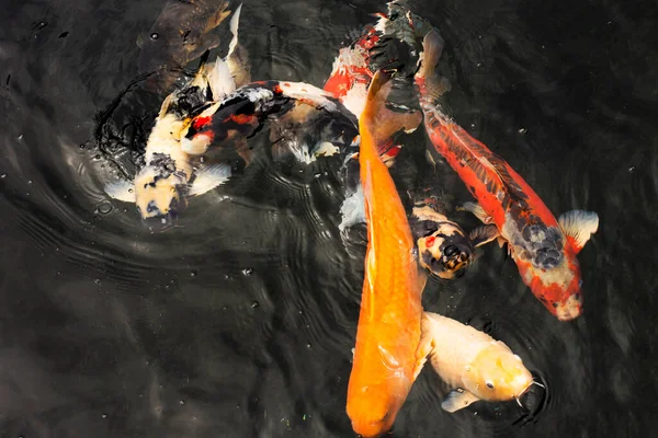 Kolorowe Odmiany Japoński Fantazyjne Karp Lub Koi Japońskich Ryb Dokładniej — Zdjęcie stockowe