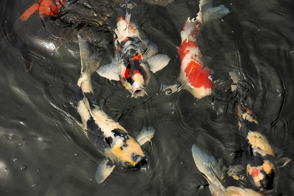 Kolorowe Odmiany Japoński Fantazyjne Karp Lub Koi Japońskich Ryb Dokładniej — Zdjęcie stockowe