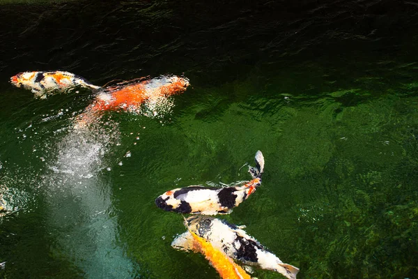 Renkli Japon Sazan Balığı Koi Japon Balığı Daha Spesifik Olarak — Stok fotoğraf