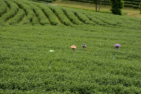 View Landscape Farmland Garden Park Thai Farmer Planter Crop Harvesting — Foto de Stock