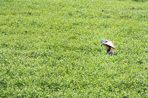 View Landscape Farmland Garden Park Thai Farmer Planter Crop Harvesting — Foto de Stock