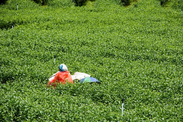 View Landscape Farmland Garden Park Thai Farmer Planter Crop Harvesting — Foto de Stock