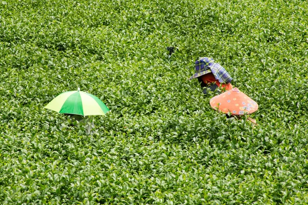 View Landscape Farmland Garden Park Thai Farmer Planter Crop Harvesting — Fotografia de Stock